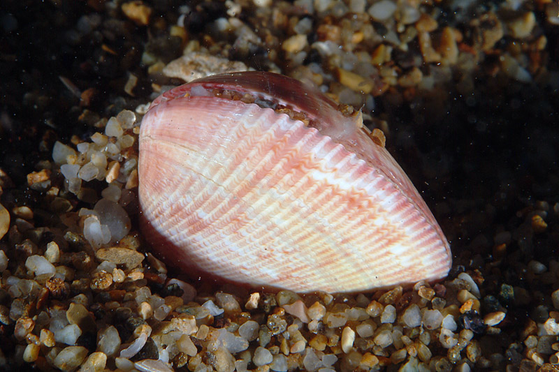 Laevicardium crassum juv.